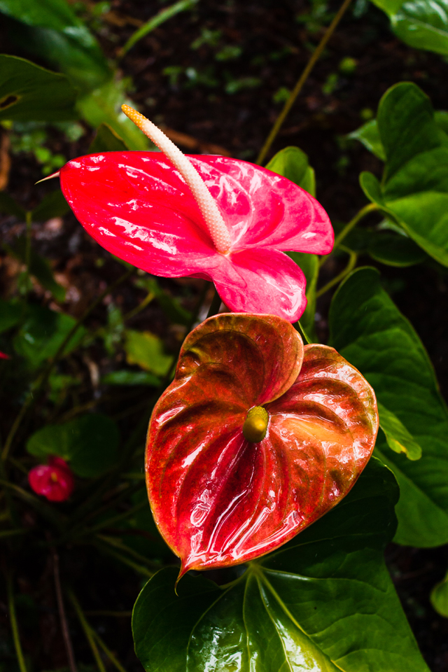 Botanical Garden, Big island, Hawaii